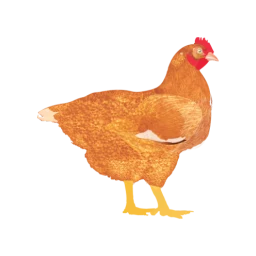 Symbol von My Poultry Manager - Farm app